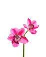 11" Artificial Cymbidium Orchid Flower Stem in Mauve