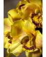 11" Artificial Cymbidium Orchid Flower Stem in Yellow.