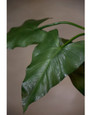 18" Faux Anthurium Leaf Foliage Stem