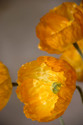 Golden Orange Poppy Silk Flower Stem Spray