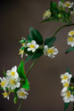 Cream Artificial Pear Blossom Flower Stem