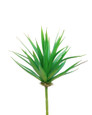 Medium Agave Succulent Artificial Foliage Pick