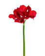 32" Faux Amaryllis Flower Stem in Red.