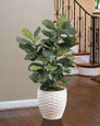 Fiddle Leaf Silk Plant