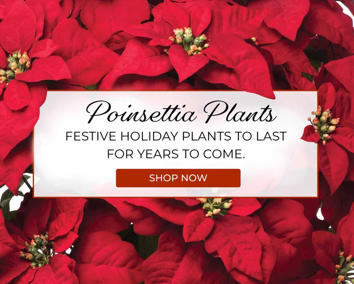 Beautiful red poinsettia plants arranged in festive holiday décor