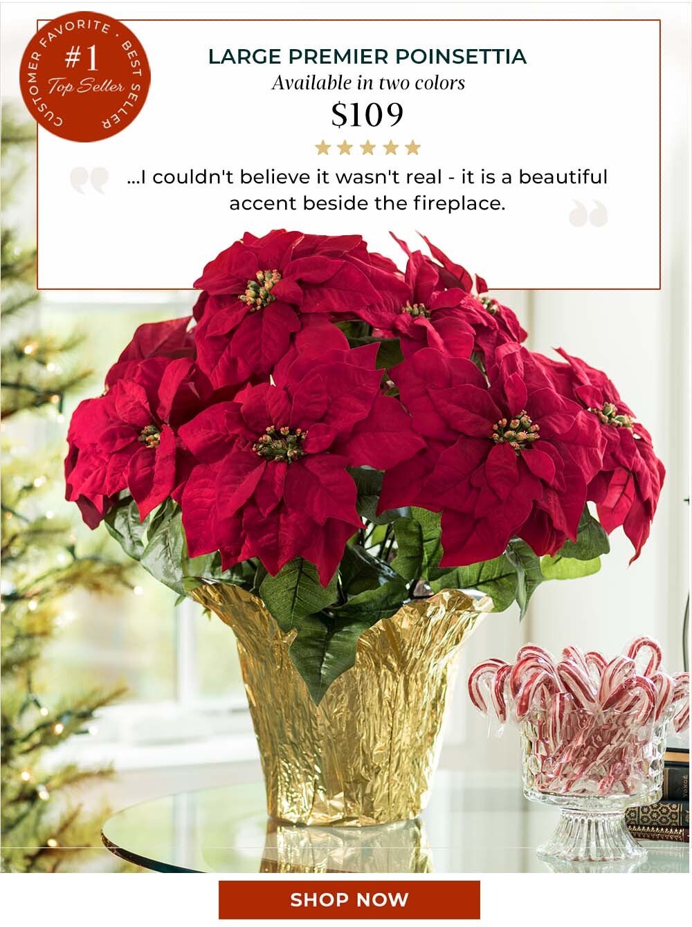 Large Premier Poinsettia Plant