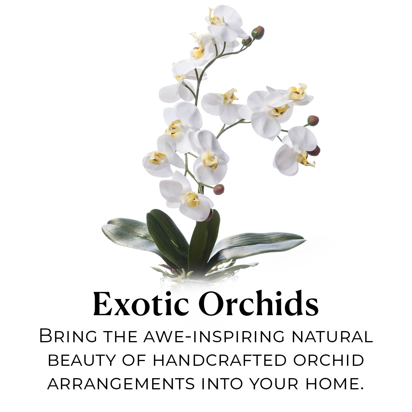 The Orchid Collection: Bring the awe-inspiring natural beauty of handcrafted orchid arrangements into your home.