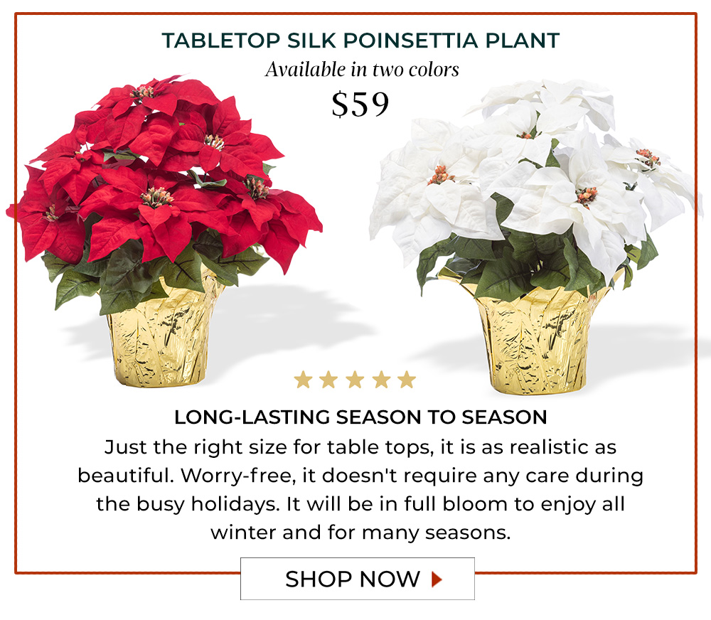 Table Top Poinsettia Plant