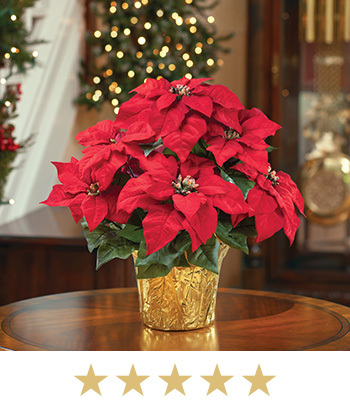 Table Top Silk Poinsettia Plant