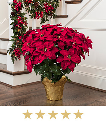 Premier Silk Poinsettia Plant- Extra Large