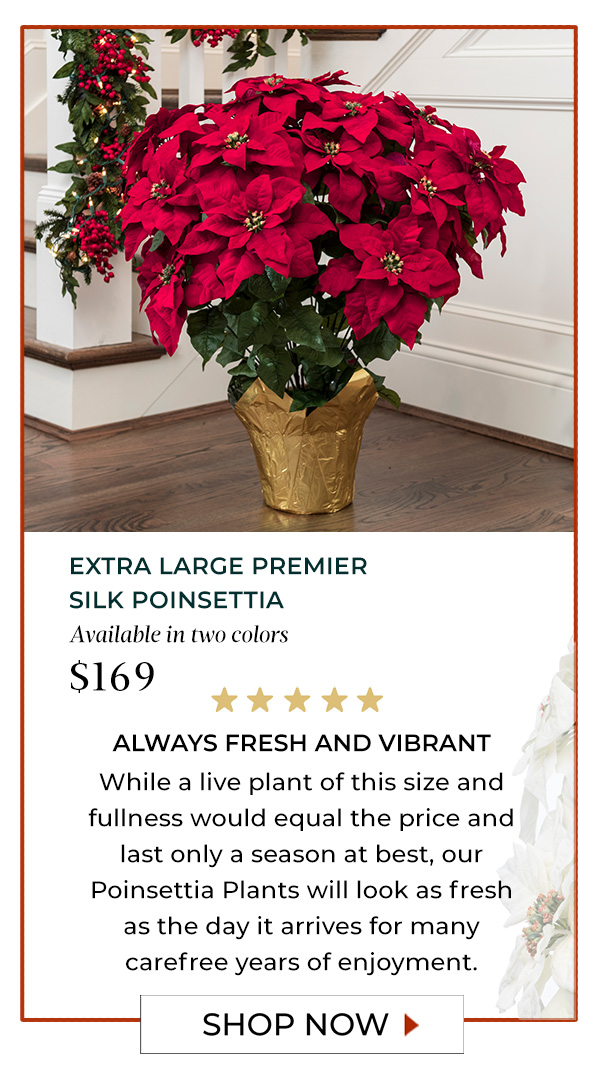 Extra Large Premier Poinsettia plant