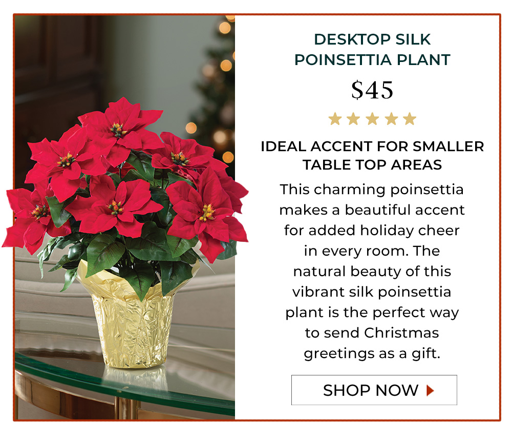 Desktop Poinsettia Plant