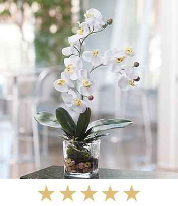 Faux Phalaenopsis Orchid Accent