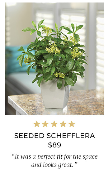 Seeded Schefflera Faux Foliage Planter - $89 - PLD500-GR