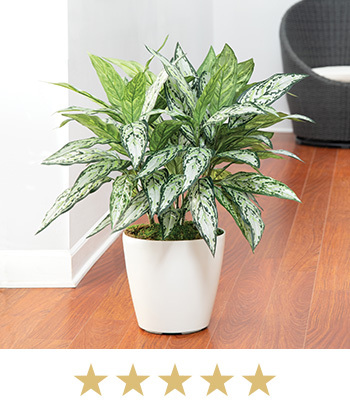 Silver Queen Silk Floor Plant