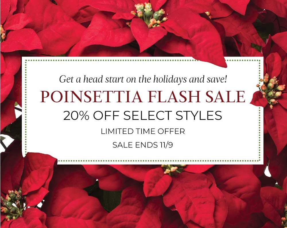 Beautiful red poinsettia plants arranged in festive holiday décor