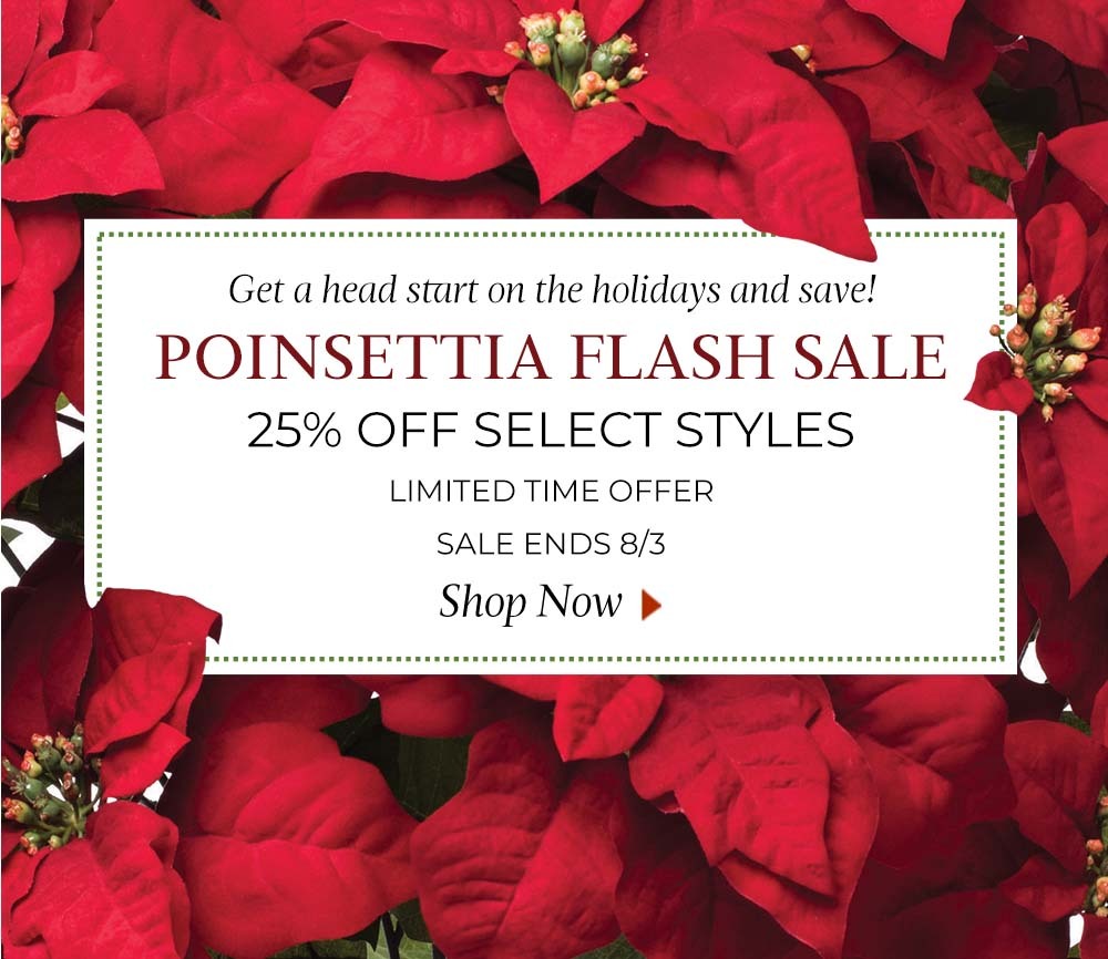 Poinsettia Plants