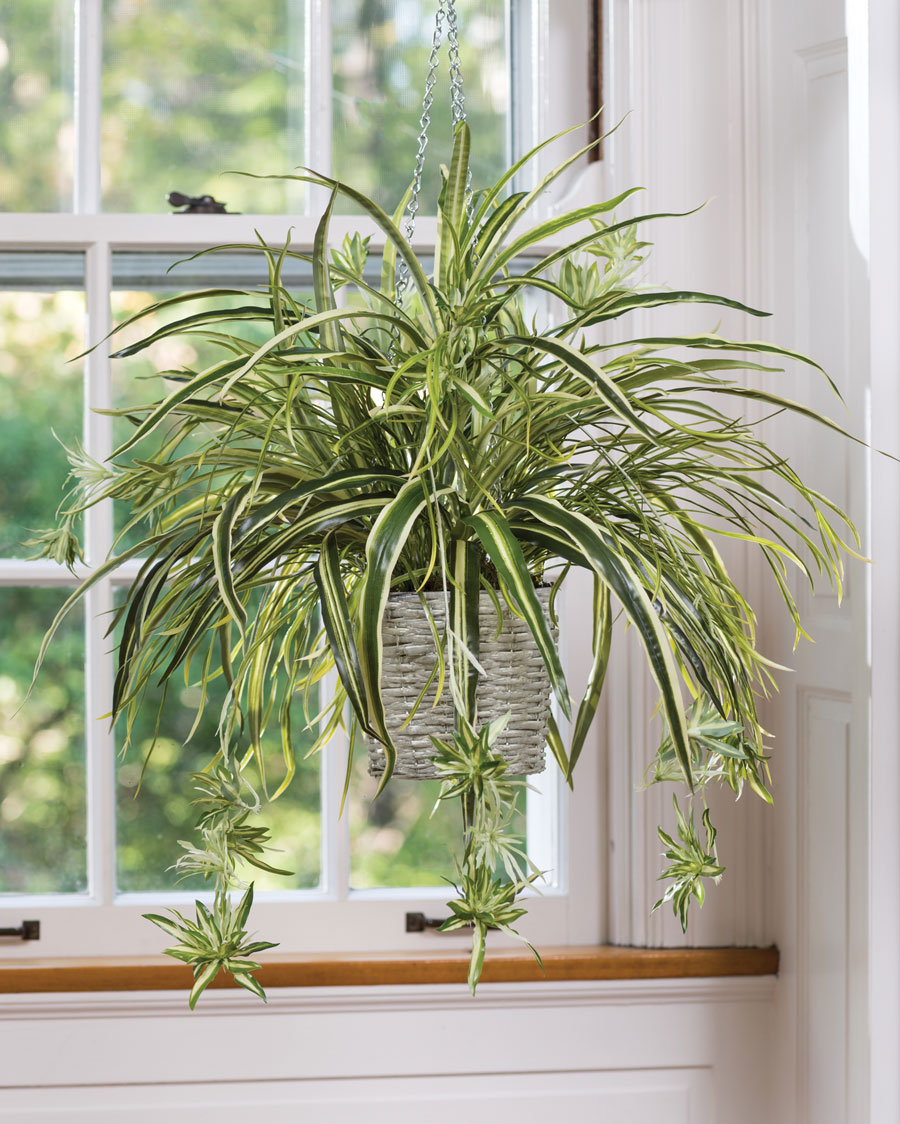 Hanging Spider Plant Silk Foliage Planter