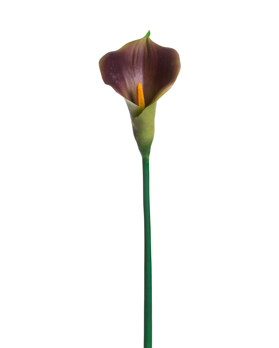 large calla lilies