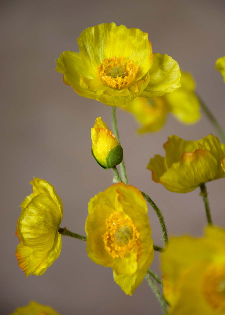 28 Yellow Poppy Spray Floral Stem