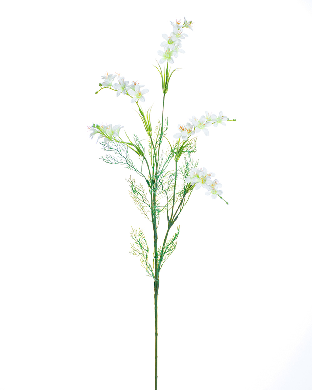 Freesia - Individual floral stem - Carte Fini