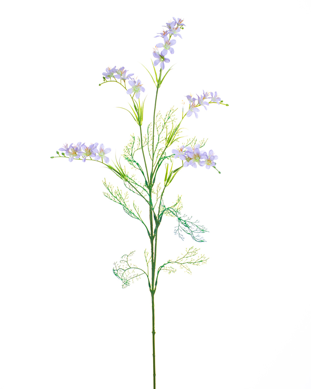 Freesia - Individual floral stem - Carte Fini