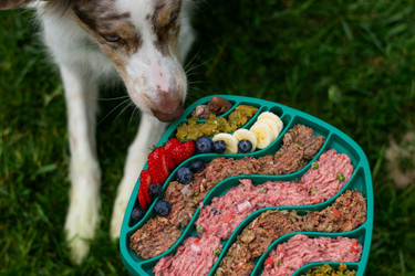 How to Transition Your Dog from Kibble to a Raw Diet