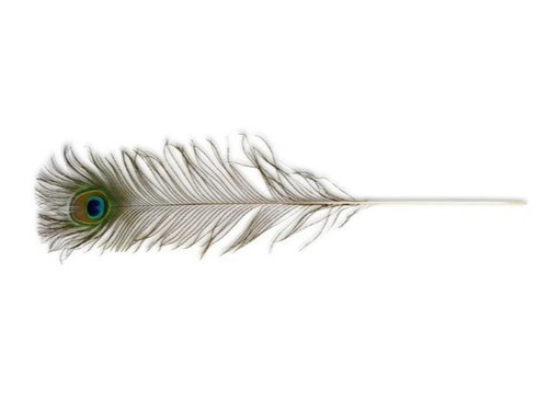 Vee Enterprises PURRfect Natural Peacock Feather