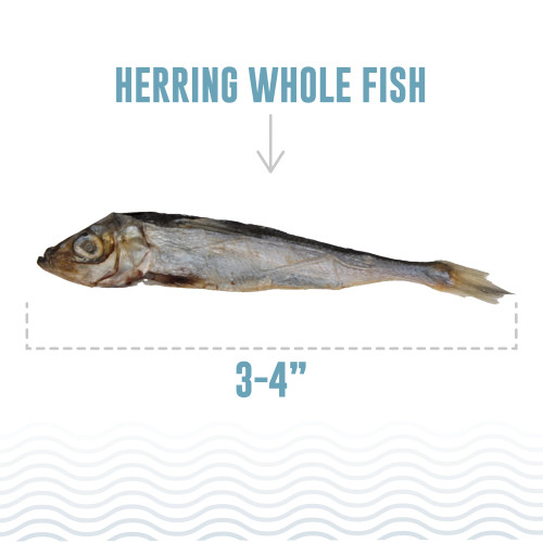 Icelandic+ Herring Whole Fish Cat Treats 1oz