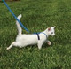 PetSafe Come with me Kitty Harness and Leash Blue
