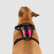 Canada Pooch Everything Harness Pink Plaid