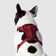 Canada Pooch Everything Harness Mesh Red