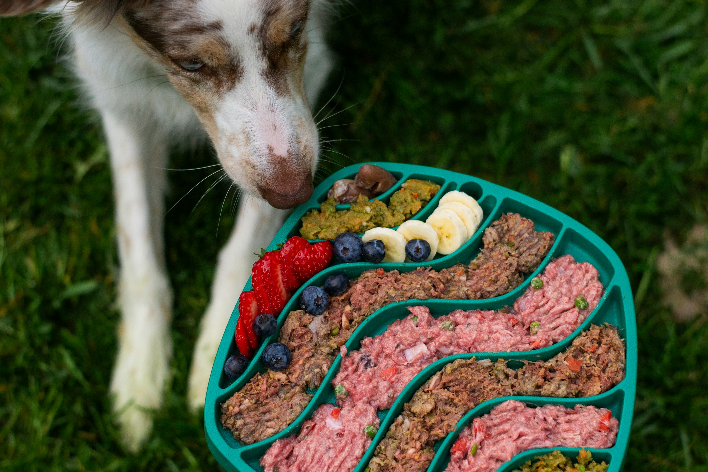 How to Transition Your Dog from Kibble to a Raw Diet