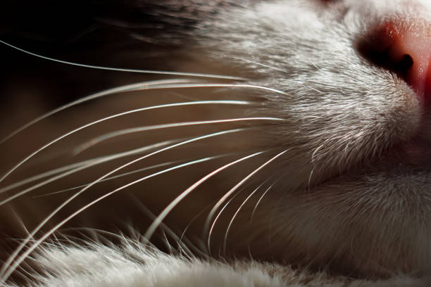 Whisker Fatigue - What Is It & What Can You Do About It?