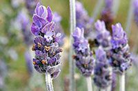 lavender-essential-oil-compressed.jpg