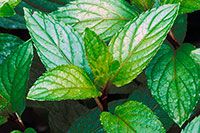 peppermint-essential-oil.jpg