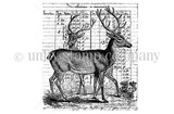 What the Buck