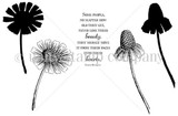 Never Lose their Beauty