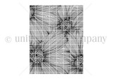 Line-art red rubber background stamp 'Daisy Days' showing a full panel of detailed daisies, by Sandhya Iyer.