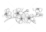 Red rubber stamp of a cherry blossom branch in fine line detail, open sakura flowers and tight buds along a slender arching stem.