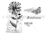 Joy In Your Dreams