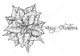 Vintage Poinsettia
