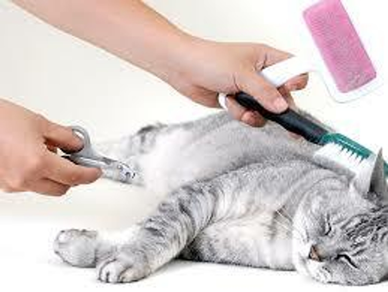 Brush & DeShedding Tools Brush & DeShedding Tools