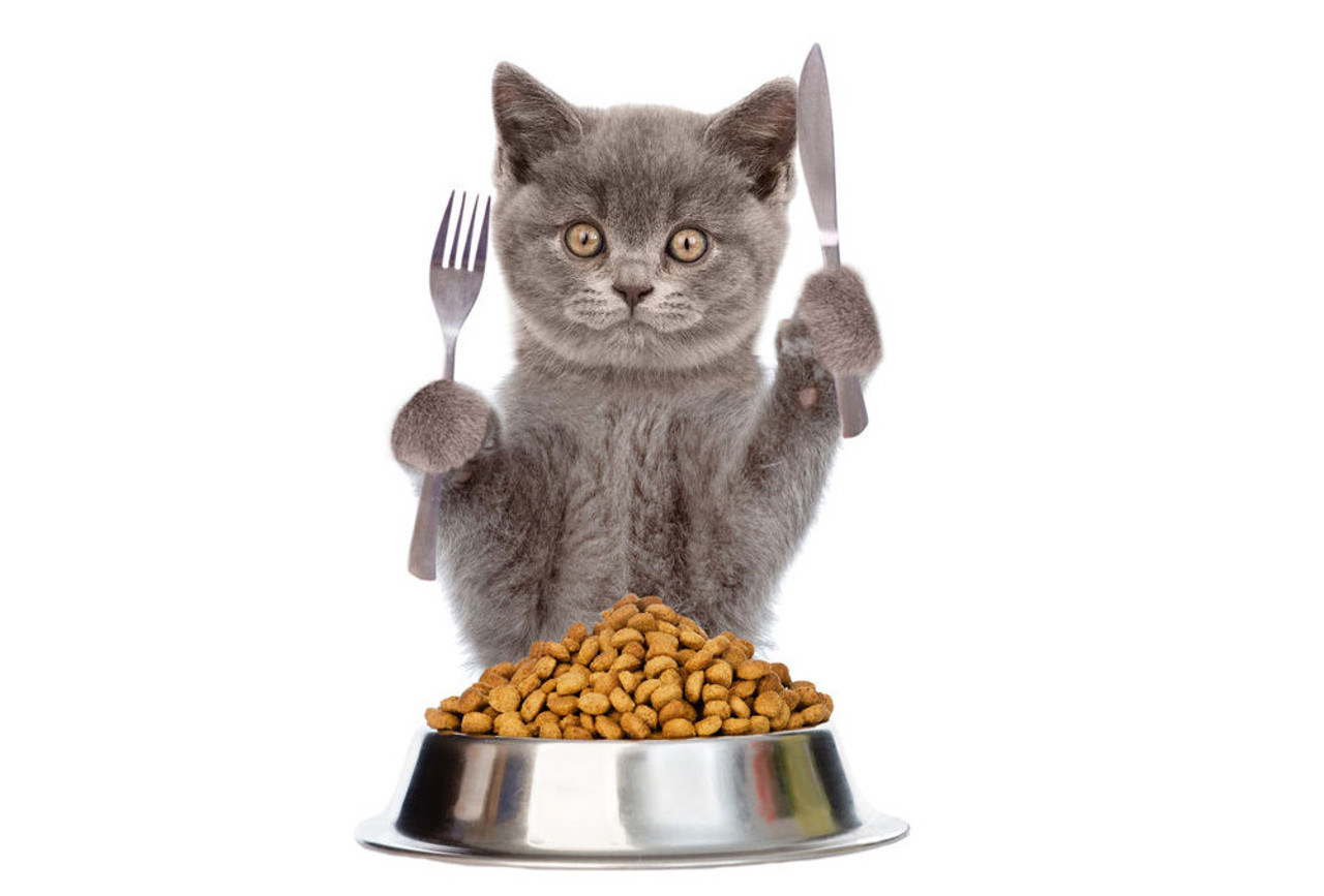 Dry Cat Food