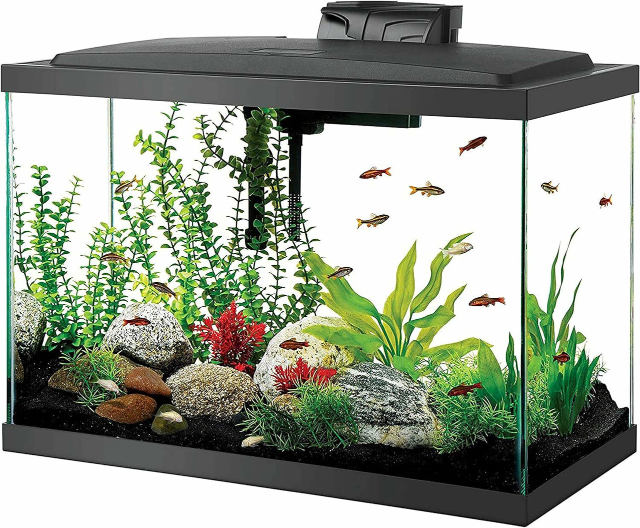 Tank & Aquariums