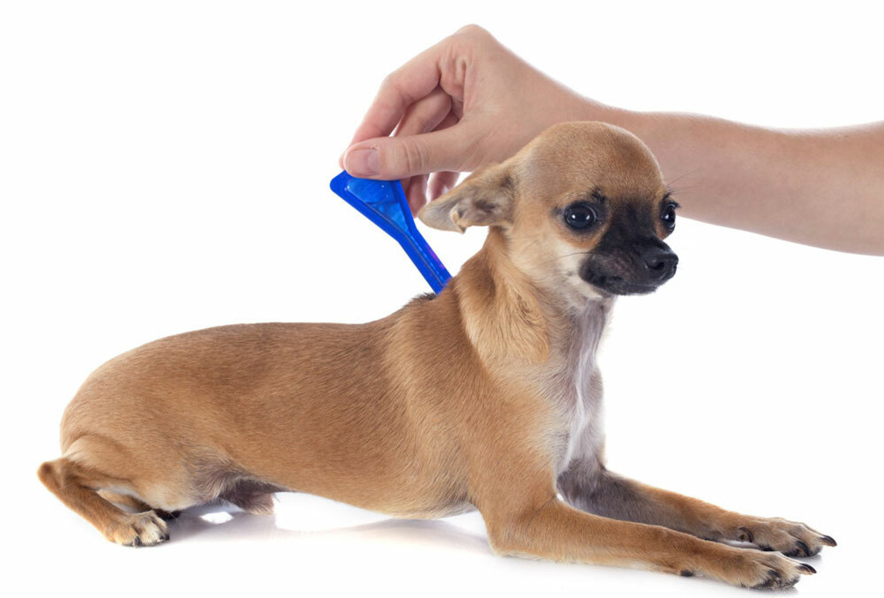 Flea & Tick Treatment