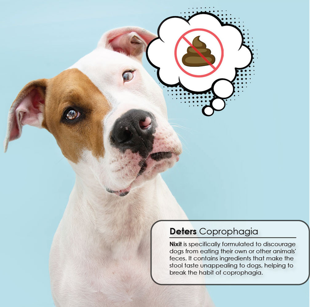 From Eating My Dog Ate Another Dogs Poop Your Dog From Eating