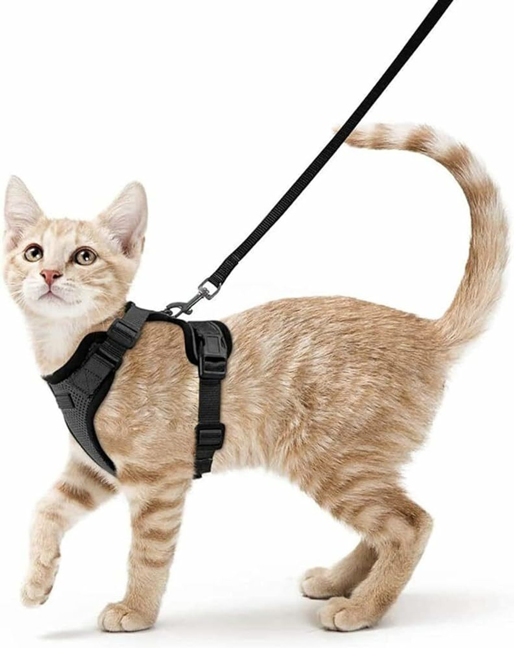 Cat Harnesses