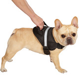 Guardian Gear Excursion Dog Harness - Black (20-26In)