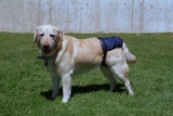 SnuggEase Protective Pants for Dogs - XSmall